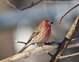Roselin Familier - House Finch