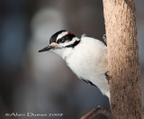 Pic Chevelu - Hairy Woodpecker
