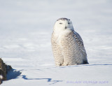 Harfang des Neiges - Snowy Owl 002