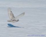 Harfang des Neiges - Snowy Owl 003