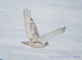 Harfang des Neiges - Snowy Owl 004