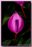 Anthurium - Tail Flower