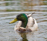 Canard Colvert Mle - Male Mallard Duck