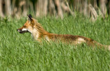Renard Roux - Red Fox