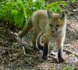 Renard Roux - Red Fox