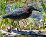 Hron Vert - Green Heron