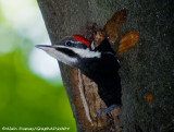 Grand Pic Juvnile - Juvenile pileated Woodpecker