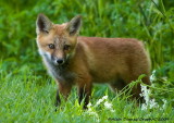 Renard Roux - Red Fox