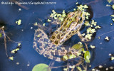 Grenouille Lopard - Leopard Frog