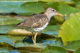 Chevalier Grivel - Spotted Sandpiper 005