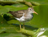 Chevalier Grivel - Spotted Sandpiper 004