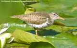Chevalier Grivel - Spotted Sandpiper 003