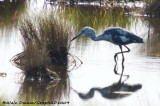 Aigrette Rousstre Juvnile - Juvenile Reddish Egret