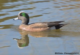 Canard dAmrique Mle - Male American Wigeon