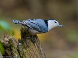 Sitelle  poitrine Blanche Mle - Male White Breasted Nuthatch