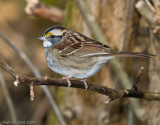 Bruant  couronne blanche  White-crowned Sparrow