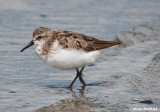 Bcasseau Semipalm - Semipalmated Sandpiper  5522.jpg