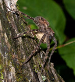Dolomedes Femelle - Female (Fishing Spider)2531.jpg