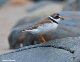 Pluvier semipalm - Semipalmated Plover