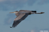 Grand Hron - Great Blue Heron