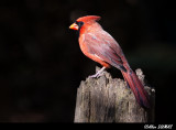 Cardinal Rouge Mle - Male Northern Cardinal