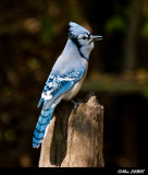 Geai Bleu - Blue Jay