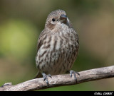 Roselin Familier Femelle - Female House Finch