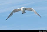 Goland Argent - Herring Gull