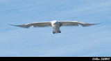 Goland Argent - Herring Gull