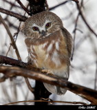 Petite Nyctale - Northern Saw- whet Owl