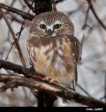 Petite Nyctale - Northern Saw-whet Owl