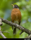 Merle dAmrique Mle - Male American Robin