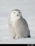 Harfang des Neiges - Snowy Owl