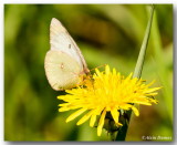 Coliade Intrieur femelle - Female Pinkedged Sulfur