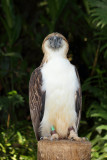 Philippine Monkey-Eating Eagle (2).jpg