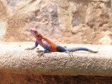 Mwanza flat-headed rock agama (Agama mwanzae)