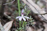 Blue Fingers (Cyanicula caerulea)