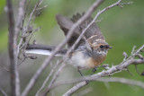 Grey Fantail (Rhipidura albiscapa) -- immature