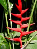 Heliconia