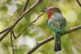 Nyctyornis amictus - Red-bearded Bee-eater