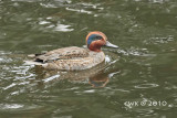 Anas crecca - Common Teal