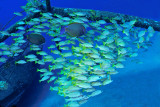 Taape (Snapper) and Surgeon FIsh