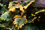 Slime molds