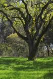 oak spring