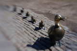 Make Way for Ducklings