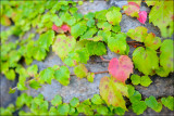 20100724 - 2010 Worldwide Photowalk - 015.jpg