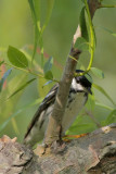 Blackpoll Warbler