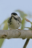 Blackpoll Warbler