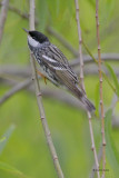 Blackpoll Warbler