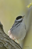 Blackpoll Warbler